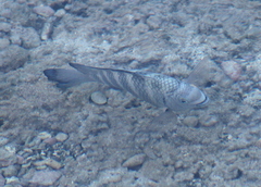 Abudefduf septemfasciatus