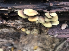 Hypholoma subviride