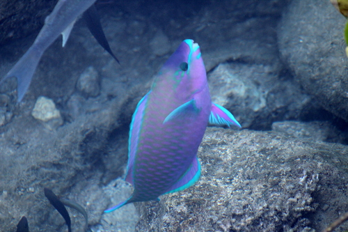 Common parrotfish