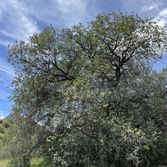 Quercus arizonica