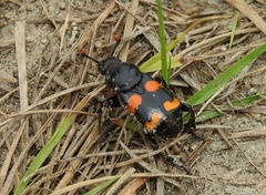 Nicrophorus carolina