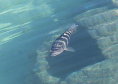 Abudefduf septemfasciatus