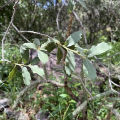 Quercus arizonica