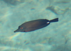 Zebrasoma scopas