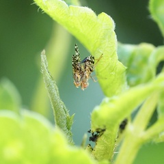 Dioxyna picciola