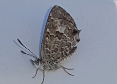 Theclinesthes serpentata