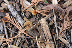 Pholiotina rugosa