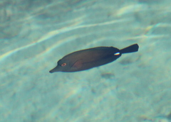 Zebrasoma scopas