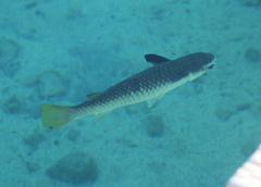 Ellochelon vaigiensis