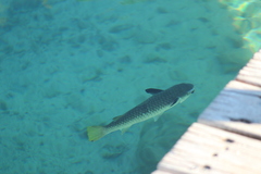 Ellochelon vaigiensis