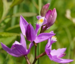 Calopogon tuberosus