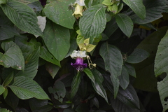 Cobaea scandens