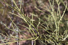 Muraltia spinosa