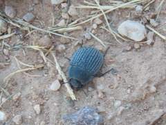 Eusattus reticulatus