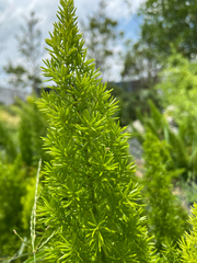 Asparagus africanus