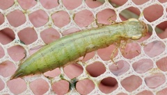 Coryphaeschna ingens