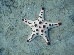 Protoreaster nodosus