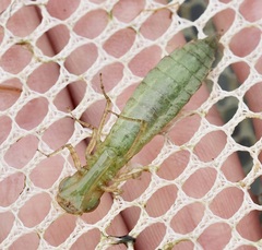 Coryphaeschna ingens