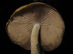Psilocybe zapotecorum