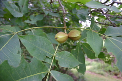 Carya ovalis