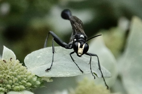 Gold-marked Thread-waisted Wasp photo 5