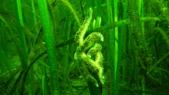 Pycnopodia helianthoides