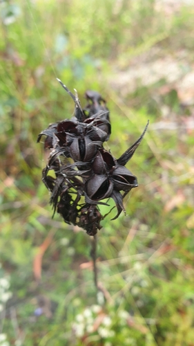 Image of Haemodorum celsum by (c) Andrew Thornhill, some rights reserved (CC BY)