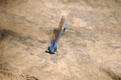 Argia vivida