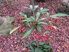 Ardisia crenata
