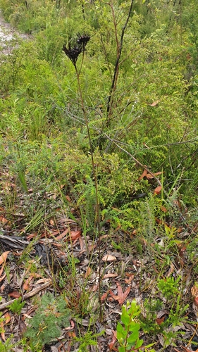 Image of Haemodorum celsum by (c) Andrew Thornhill, some rights reserved (CC BY)