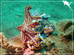 Miamira flavicostata