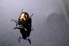 Oryctomorphus bimaculatus