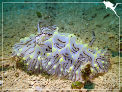 Halgerda willeyi