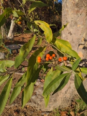 Solanum lanceolatum