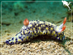 Hypselodoris infucata