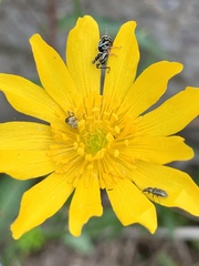 Ranunculus petiolaris