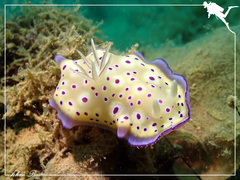 Goniobranchus kuniei