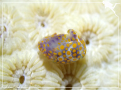 Lamprohaminoea ovalis