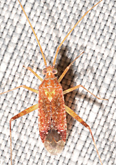 Phytocoris depictus