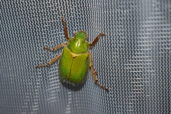 Brachysternus prasinus