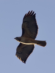 Buteo jamaicensis