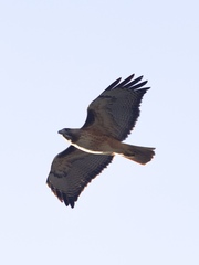 Buteo jamaicensis