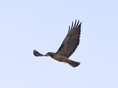 Buteo jamaicensis