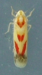 Dikrella cruentata