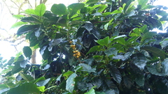 Coffea arabica