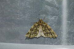 Chloroclydon rinodaria