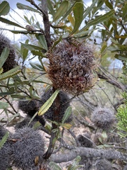 Banksia ornata