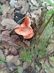 Russula