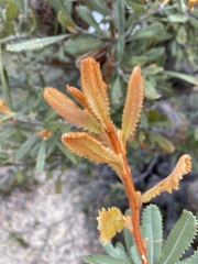 Banksia ornata