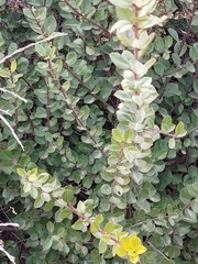 Rhamnus insula